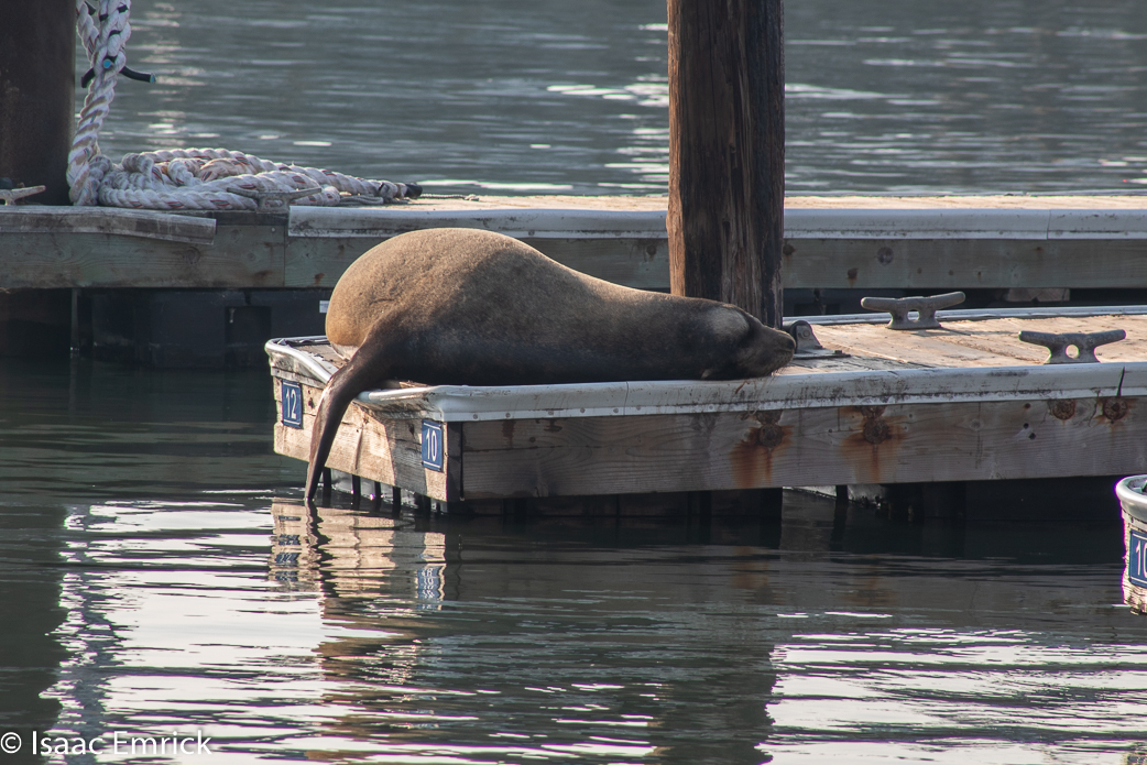 SFBay 11/12/18-36