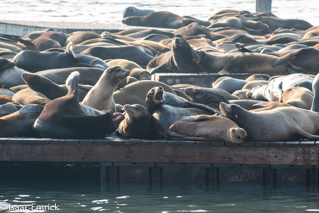 SFBay 11/12/18-40