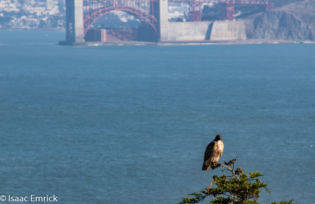 Marin Headlands 07