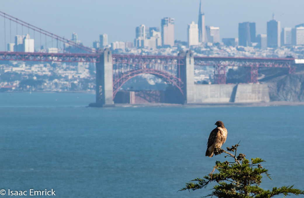 Marin Headlands 08