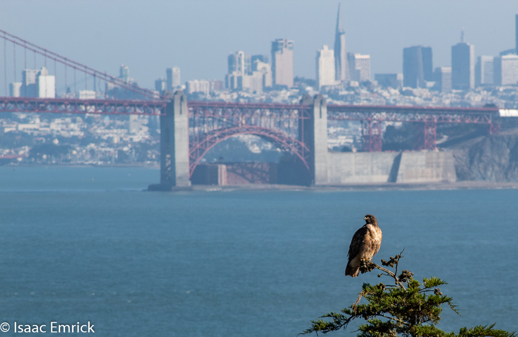 Marin Headlands 09