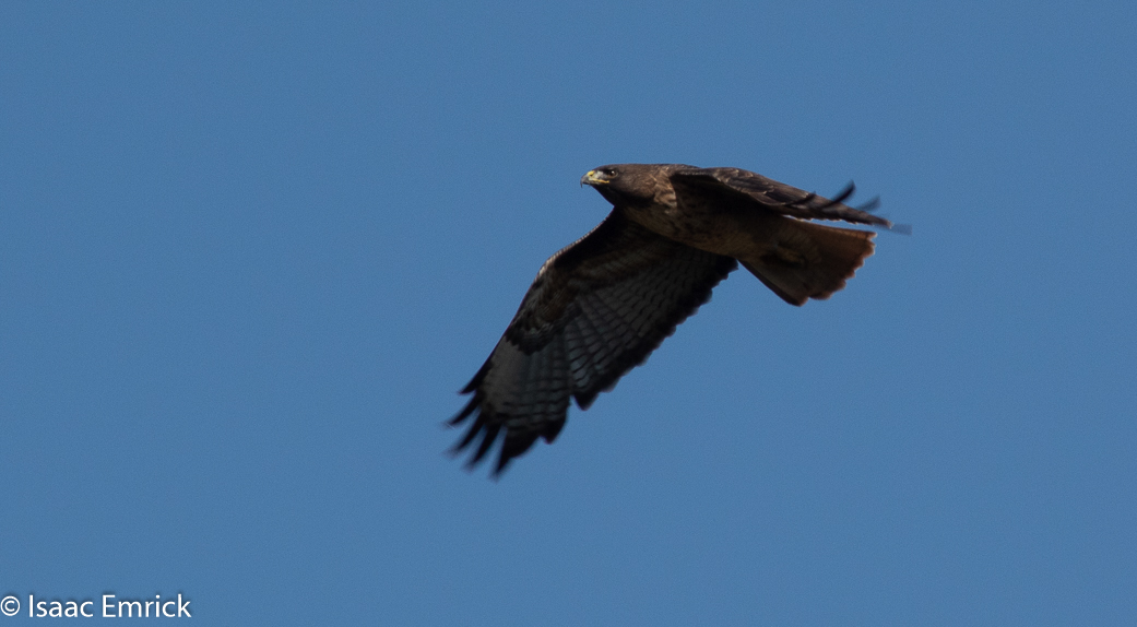 Marin Headlands 12