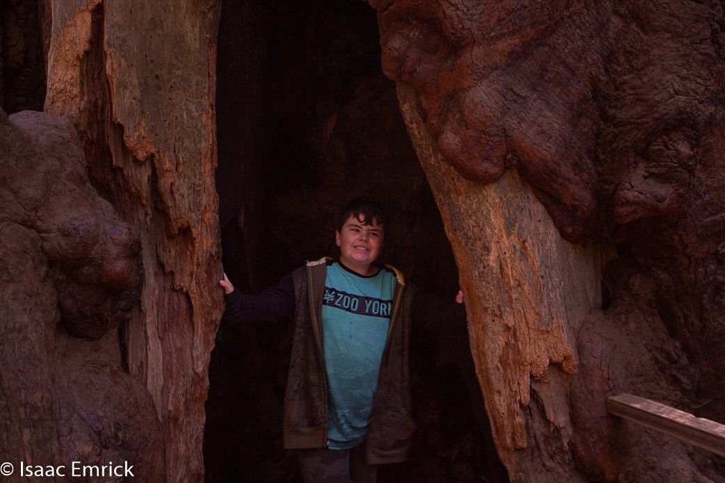 Muir Woods 11