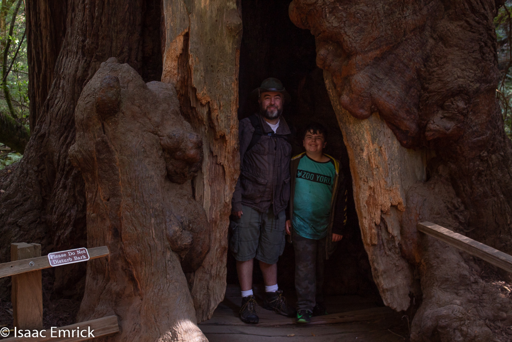Muir Woods 12