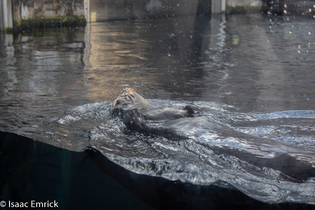 Monterey Aquarium 1