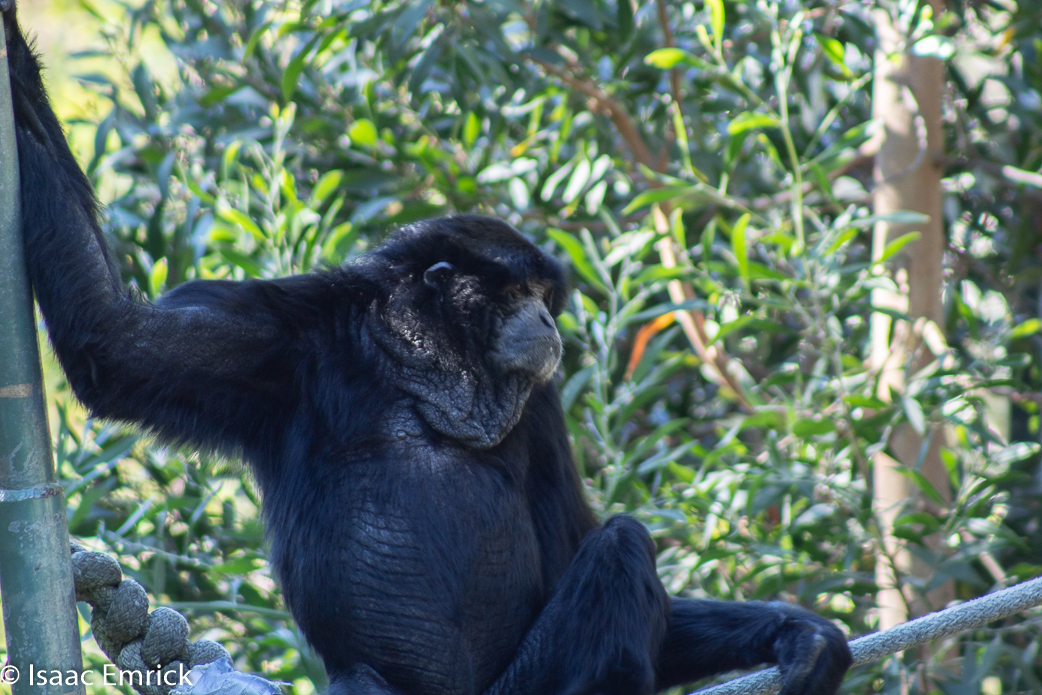 Oakland Zoo 03
