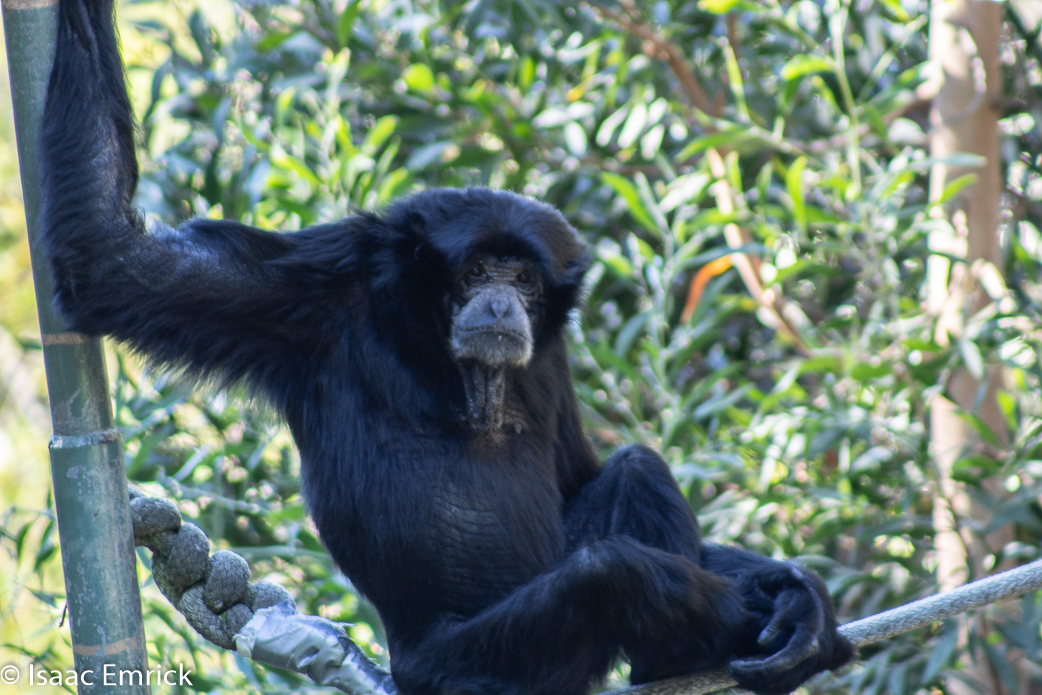Oakland Zoo 04