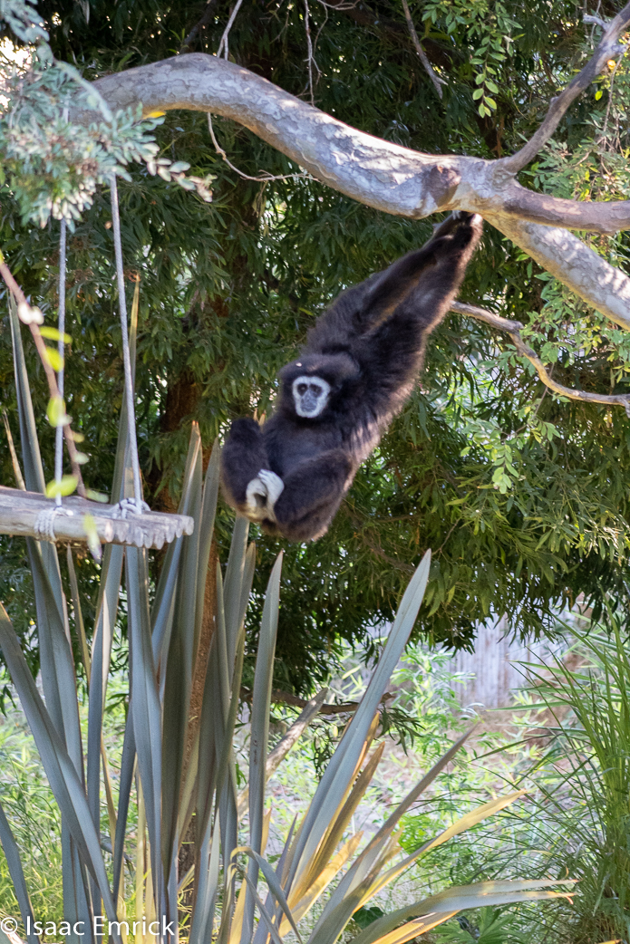 Oakland Zoo 05