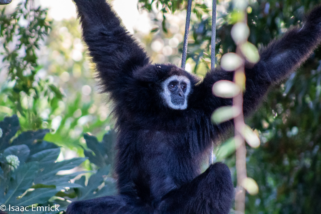 Oakland Zoo 06