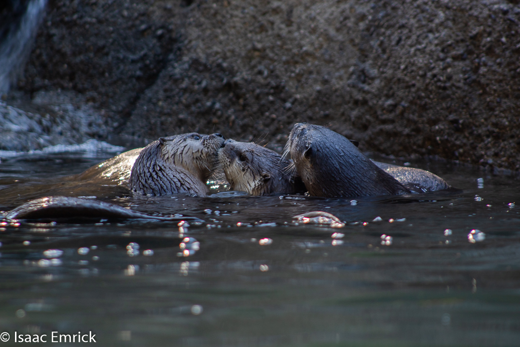 Oakland Zoo 13