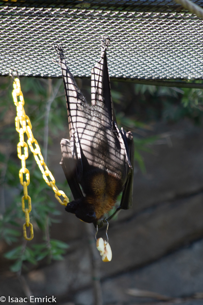 Oakland Zoo 18