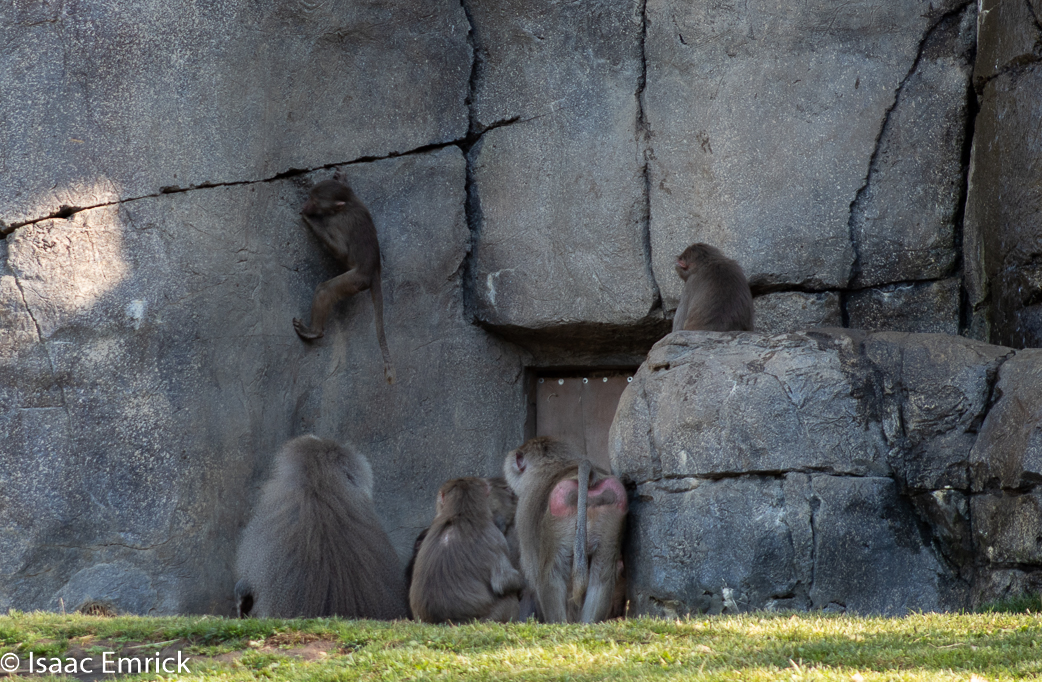 Oakland Zoo 19
