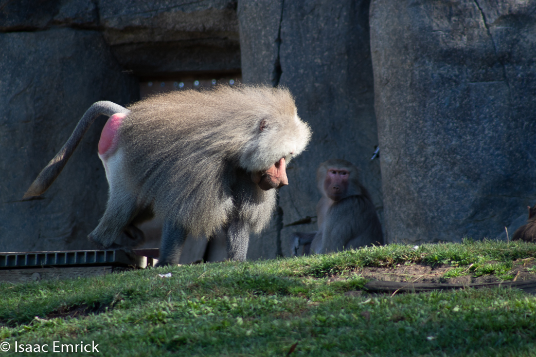 Oakland Zoo 22
