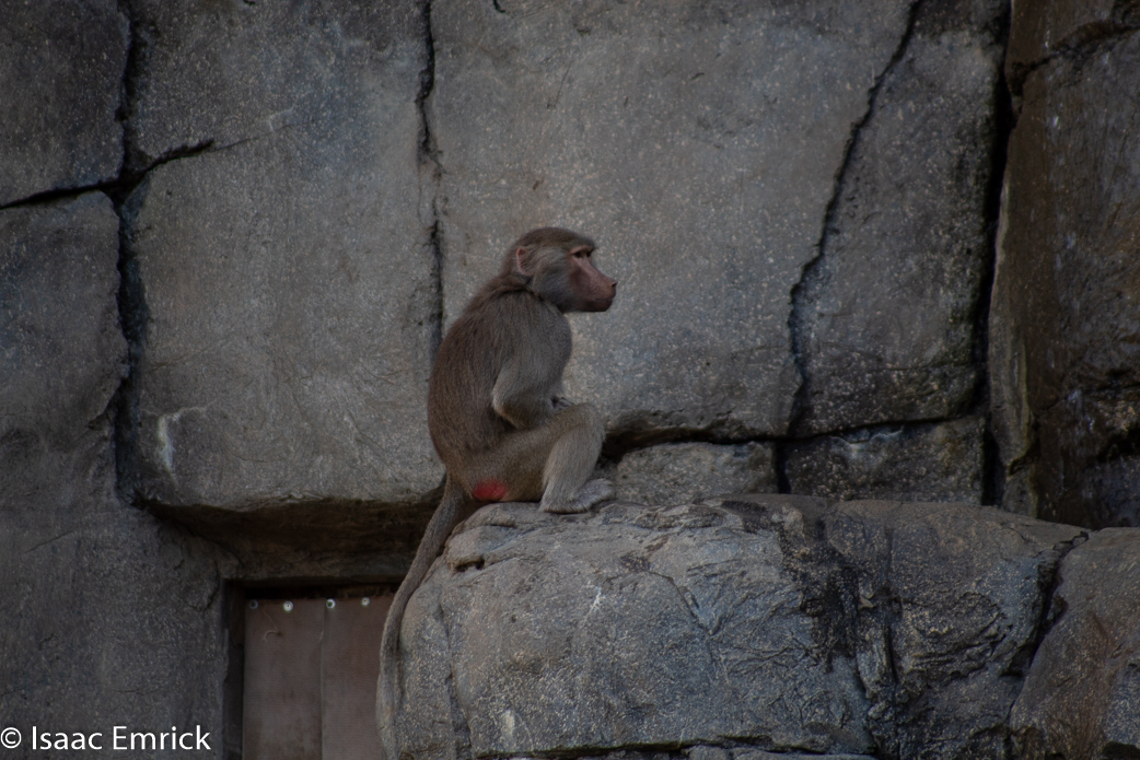 Oakland Zoo 24