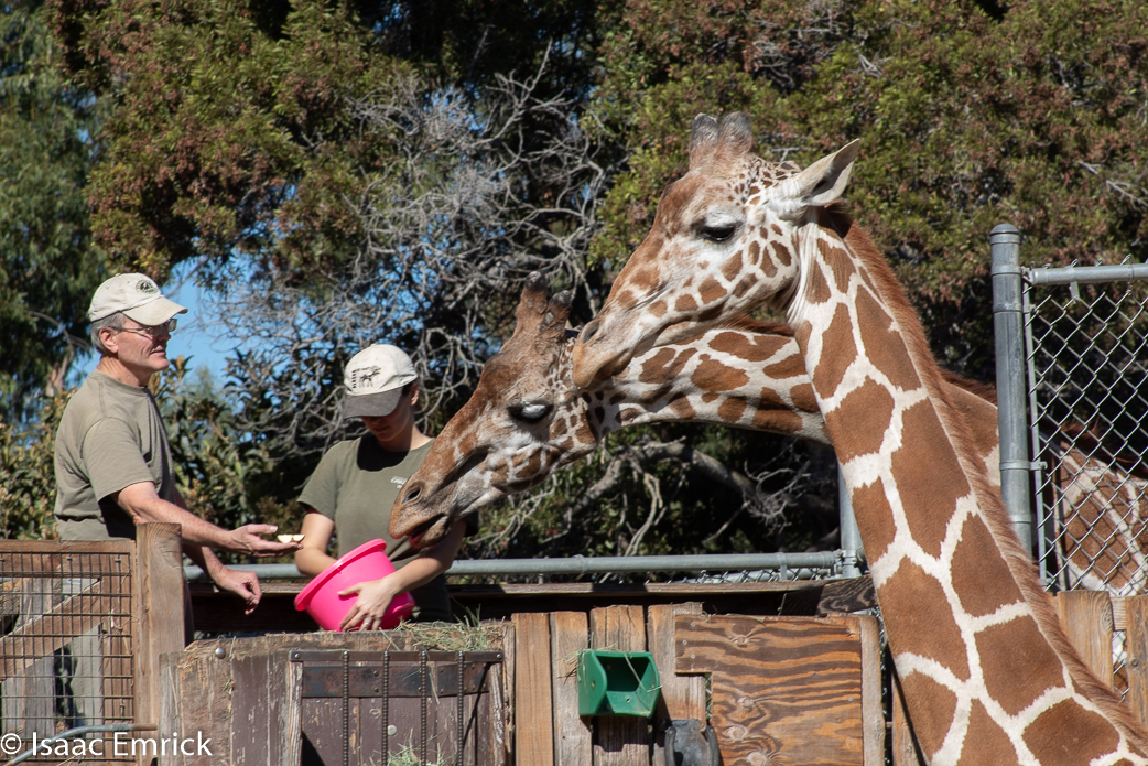 Oakland Zoo 29