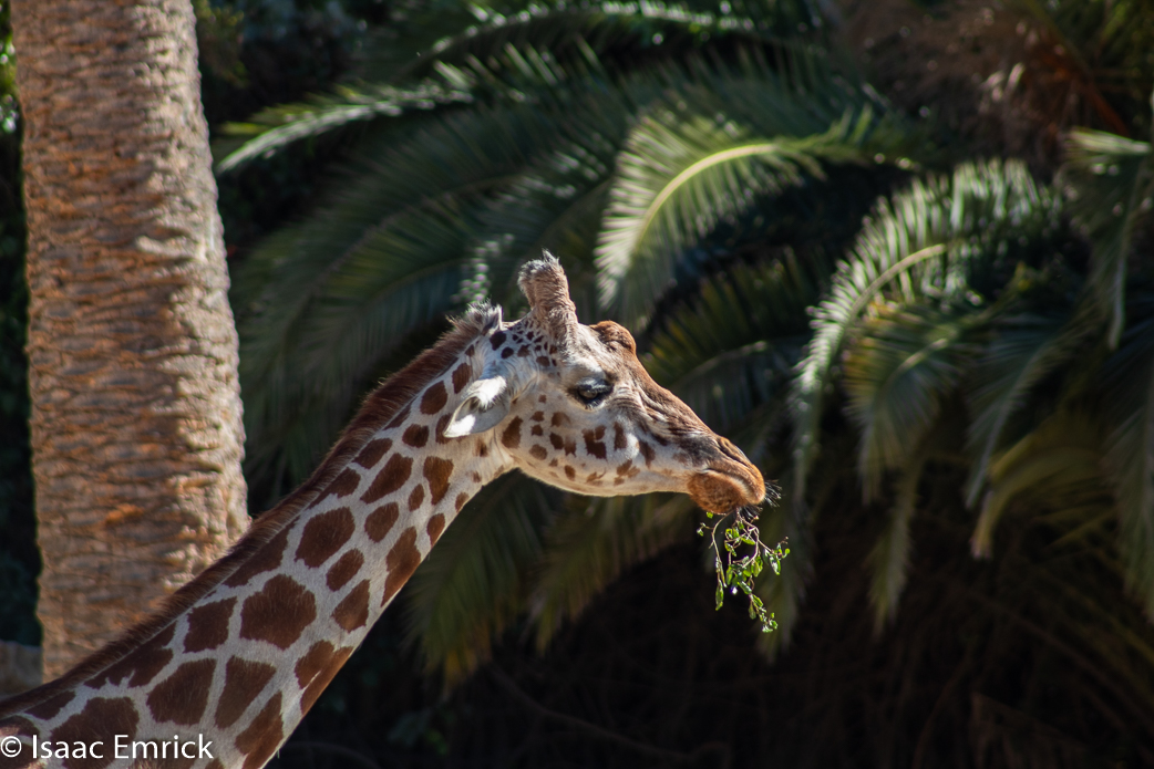 Oakland Zoo 30