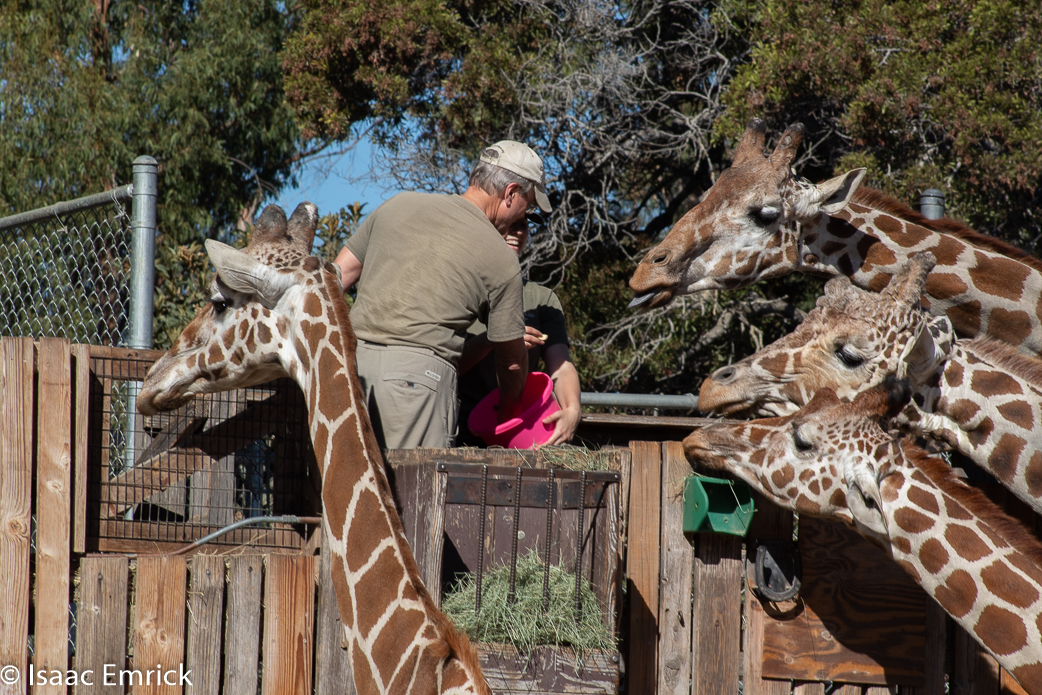 Oakland Zoo 32
