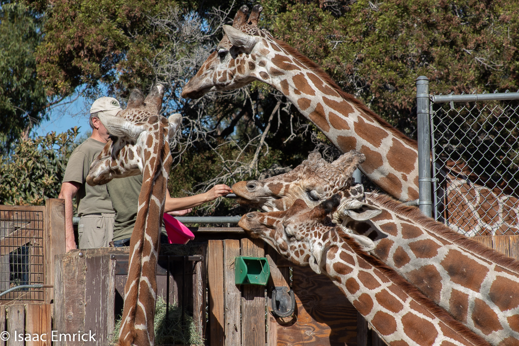 Oakland Zoo 33