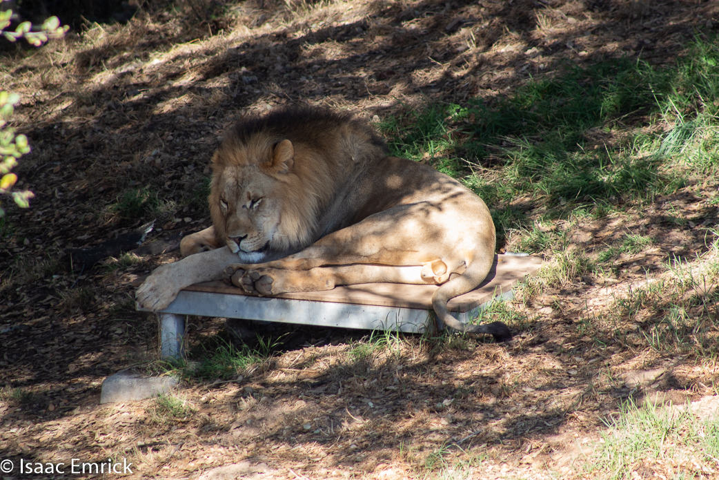 Oakland Zoo 35