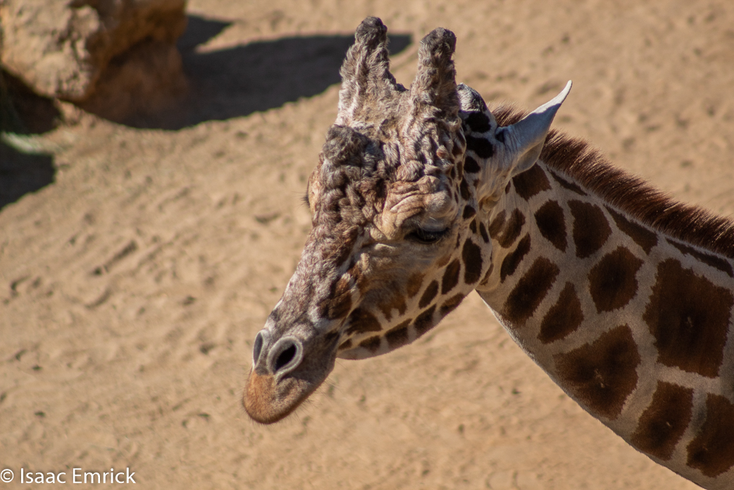 Oakland Zoo 40