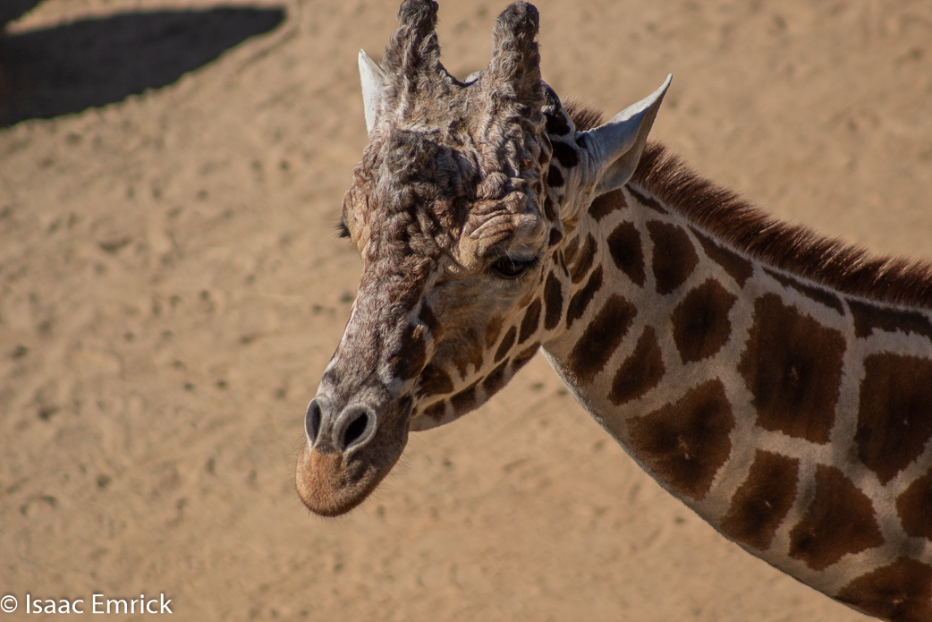 Oakland Zoo 41