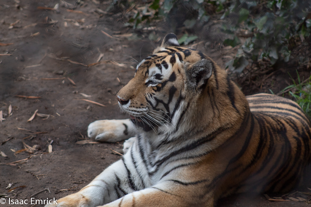 Oakland Zoo 58