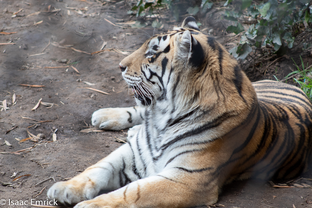 Oakland Zoo 59