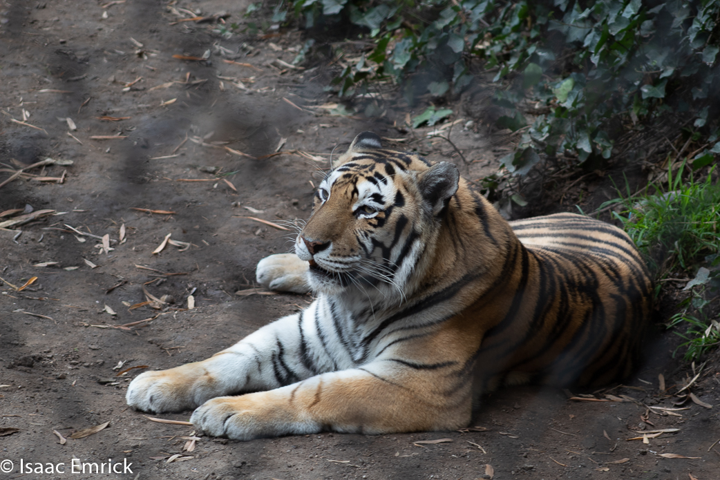 Oakland Zoo 60