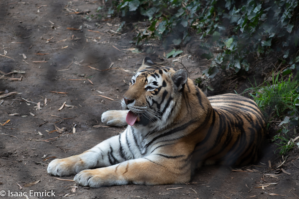 Oakland Zoo 61