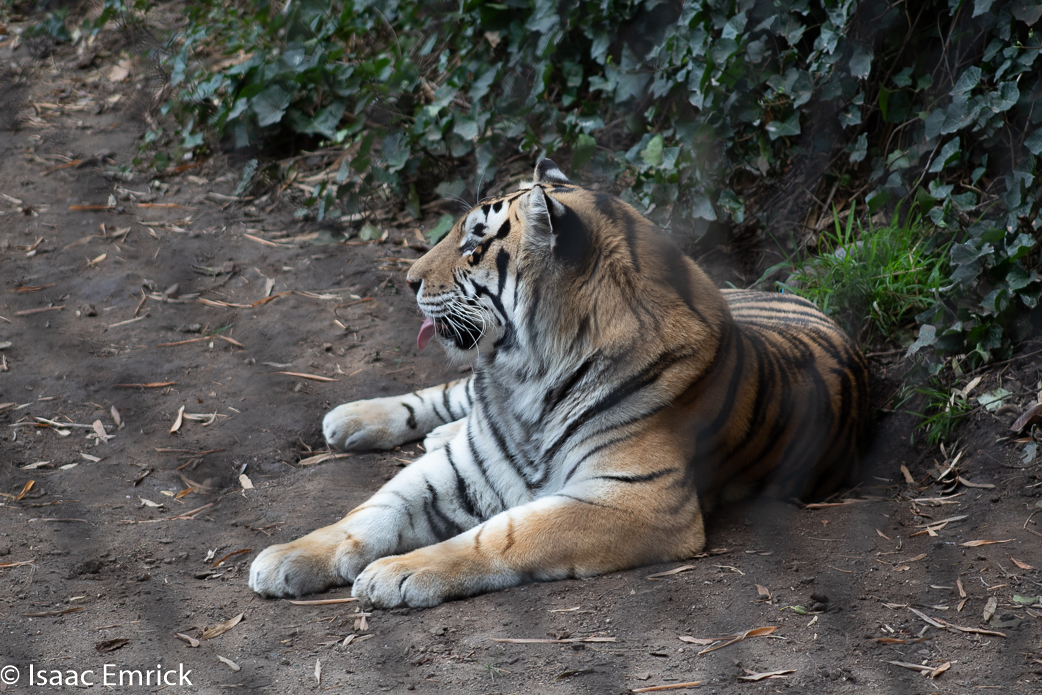 Oakland Zoo 63