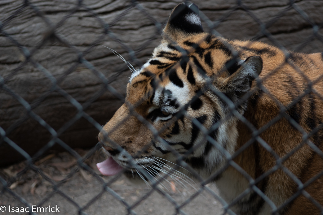 Oakland Zoo 64