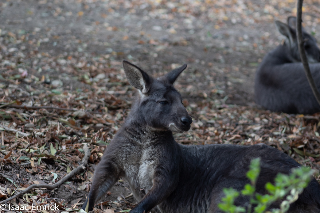 Oakland Zoo 67
