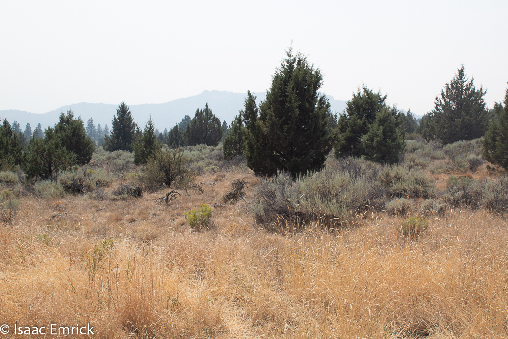 Oregon - 18