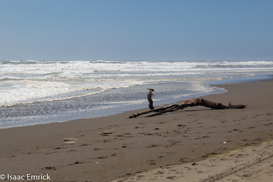 Driftwood