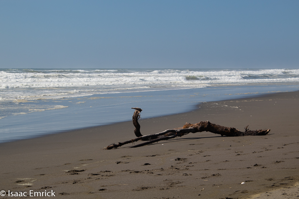 Driftwood 2