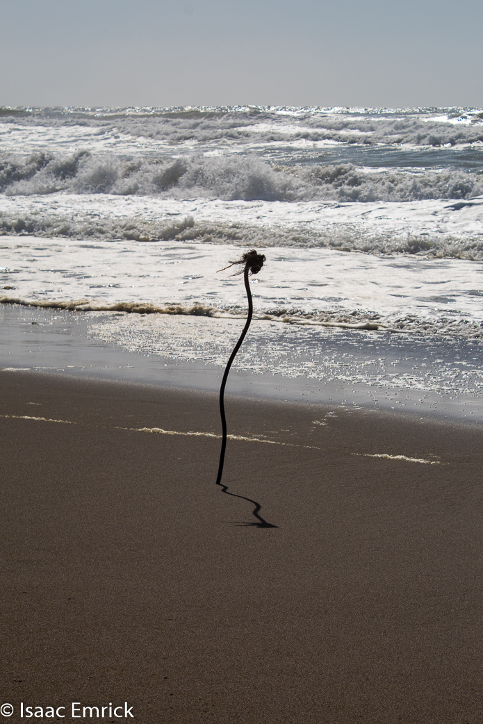 Kelp Me!