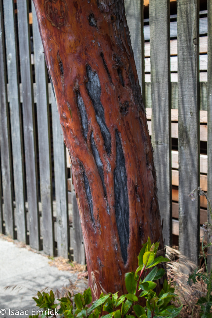 Halloween Bark