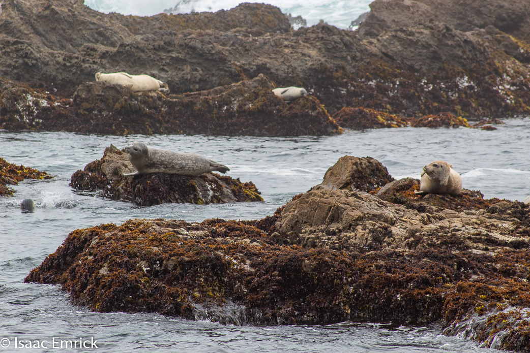 Seals 7
