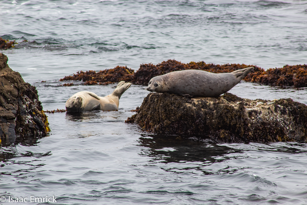 Seals 11