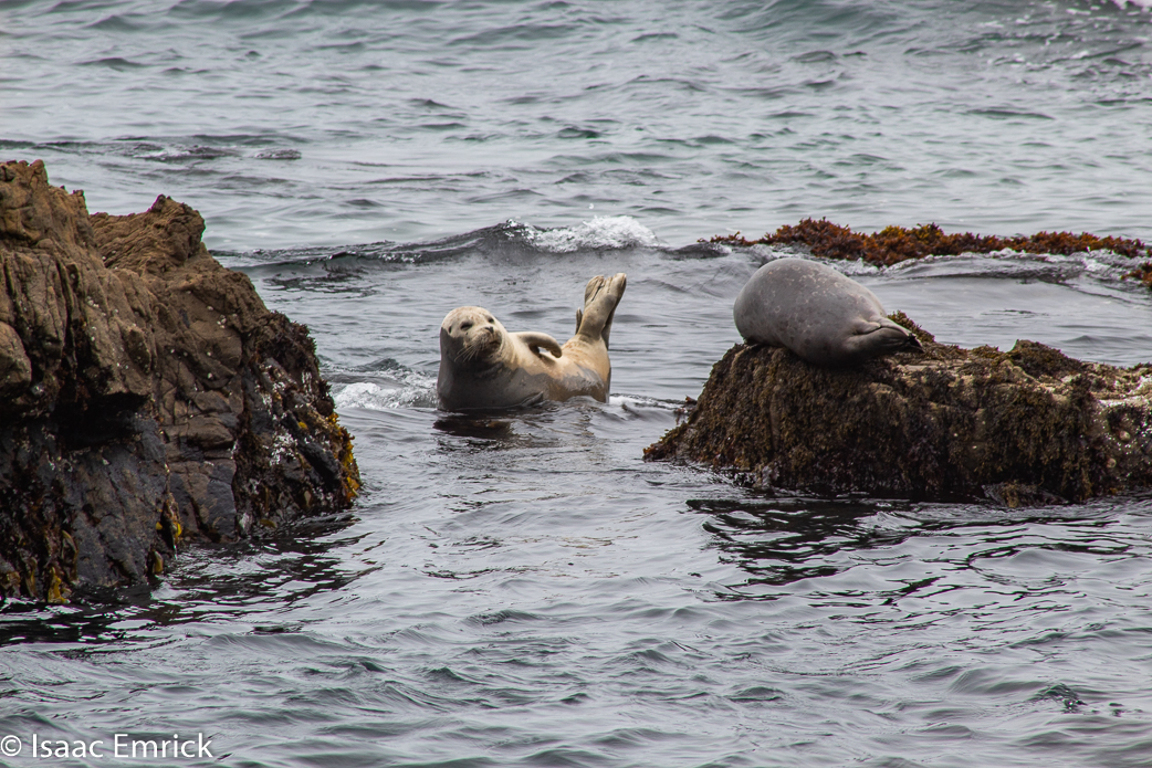 Seals 12