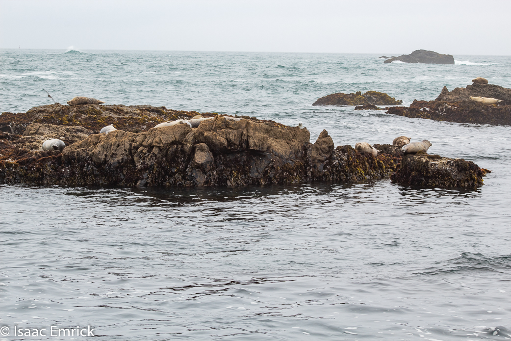 Seals 15