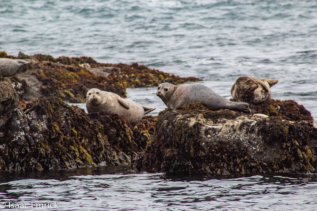 Seals 16