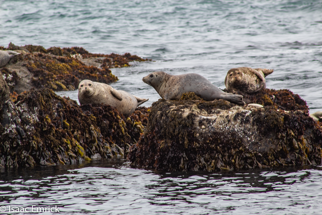 Seals 17