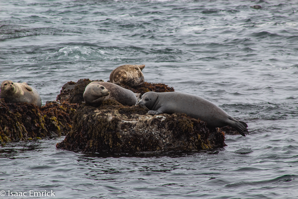 Seals 19