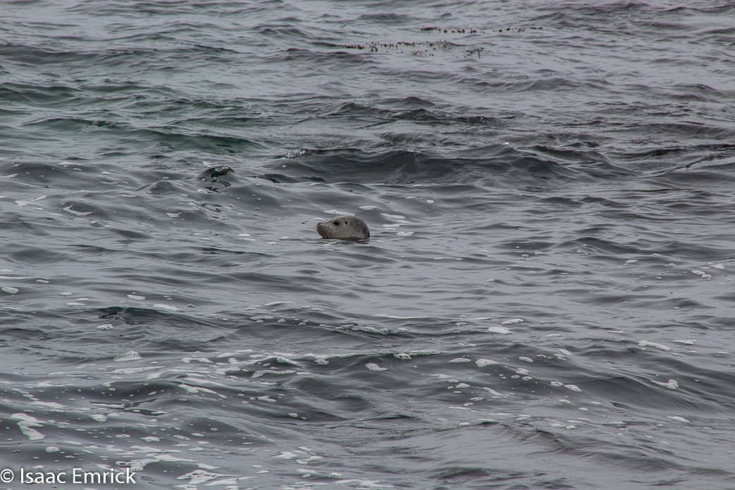 Seals 20