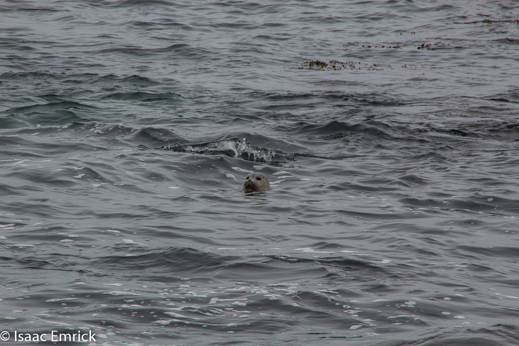 Seals 21
