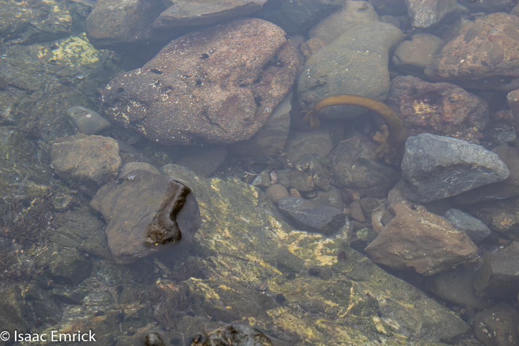 Tidal Pool