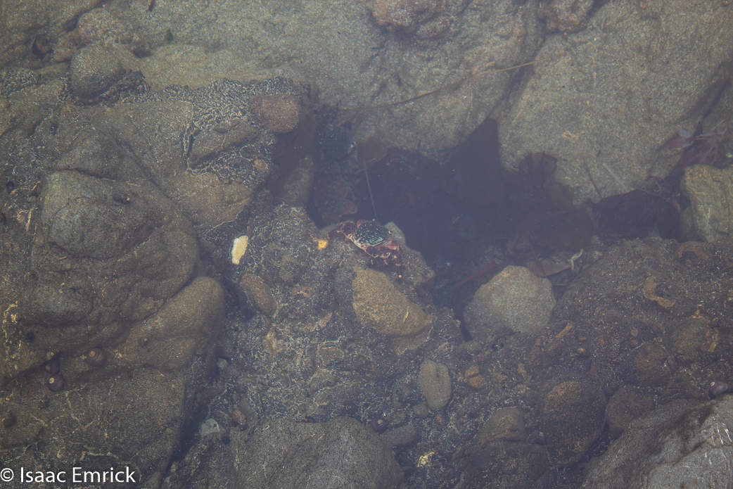 Crabs...!