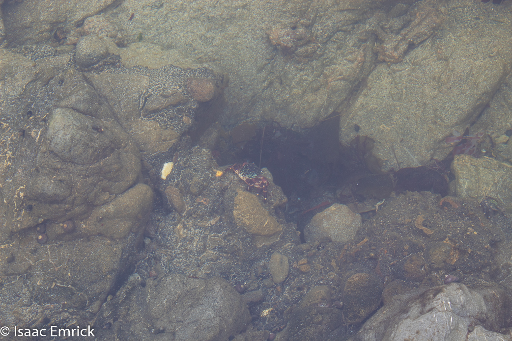 Crabs 2