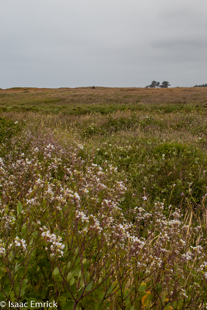 Ocean Prarie 2